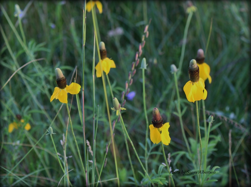 Yllow and purple wildflowers blooming