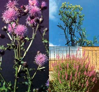 LaMoure County Weed Board members